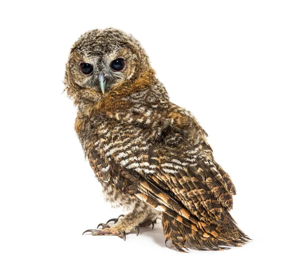 Vista Posteriore Solo Mese Tawny Owl Strix Aluco Isolato — Foto Stock