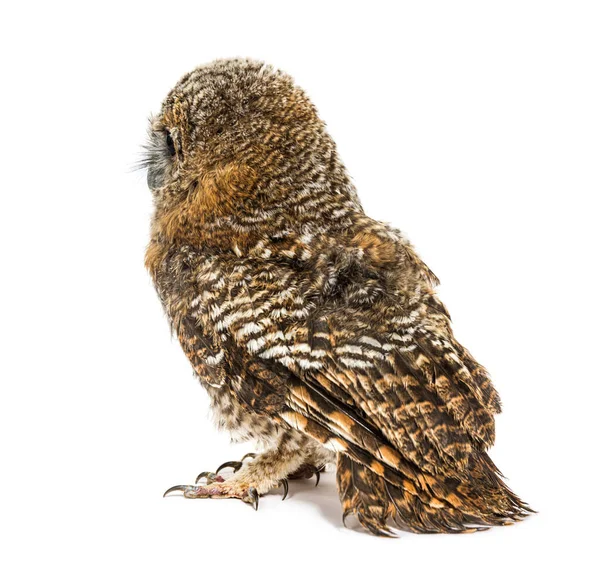 Rear View One Month Old Tawny Owl Strix Aluco Isolated — Stock Photo, Image