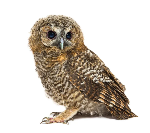 Een Maand Oude Tawny Uil Strix Aluco Geïsoleerd — Stockfoto