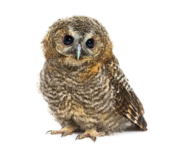 Miesięczna Tawny Owl Patrząca Kamerę Strix Aluco Odizolowana — Zdjęcie stockowe