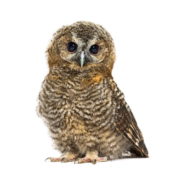 Månad Gammal Tawny Owl Tittar Kameran Strix Aluco Isolerad — Stockfoto