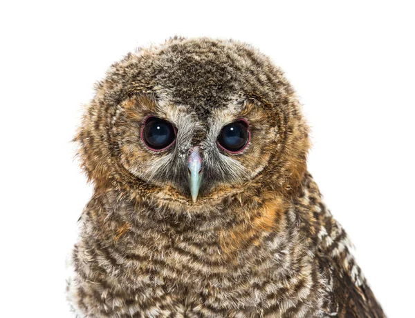 Вид Одно Месячное Tawny Owl Strix Aluco Изолированный — стоковое фото