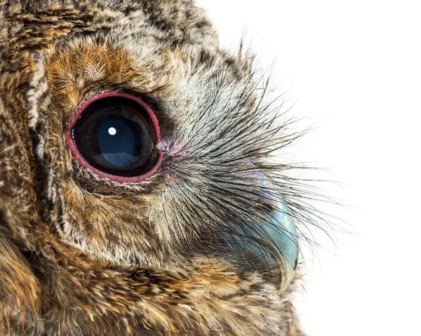 Side View Close One Month Old Tawny Owl Strix Aluco — Stock Photo, Image