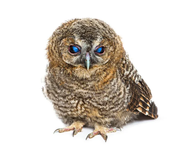 Een Maand Oude Tawny Uil Sluit Zijn Oogleden Strix Aluco — Stockfoto