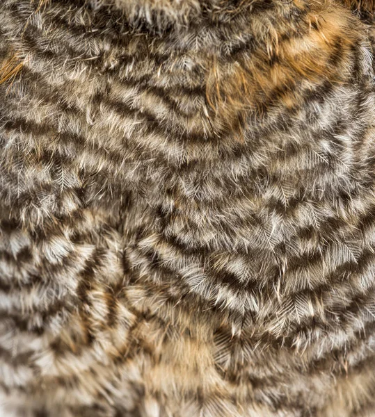 Tawny Owl Strix Aluco 孤立的一个月大的褐色羽毛特写 — 图库照片