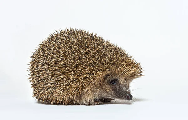 Erizo Común Europeo Erinaceus Europaeus Aislado Sobre Blanco — Foto de Stock