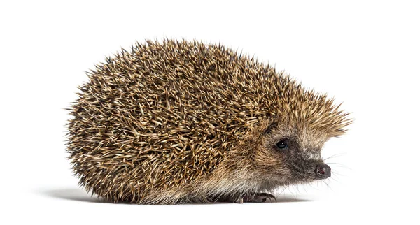 Hérisson Européen Commun Erinaceus Europaeus Isolé Sur Blanc — Photo