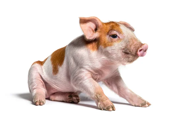 Sitting Young Pig Mixedbreed Isolated — Stock Photo, Image