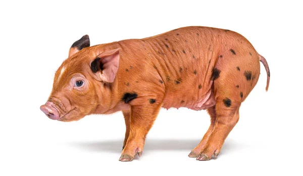 Vista Lateral Porco Jovem Mestiço Isolado — Fotografia de Stock