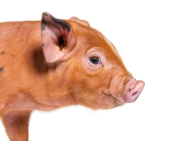 Retrato Cerca Una Cabeza Cerdo Joven Mestizo Aislado —  Fotos de Stock