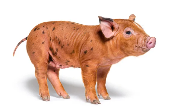 Happy Standing Young Pig Mixedbreed Isolated — Stock Photo, Image