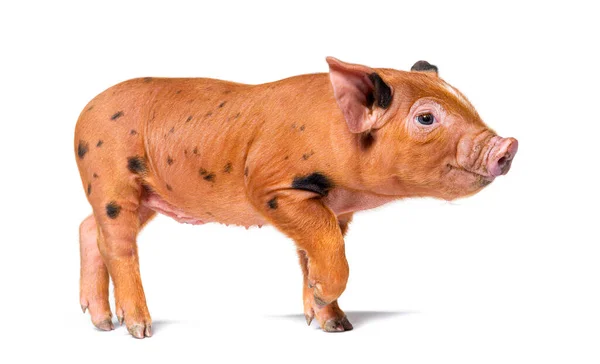 Standing Young Pig Ready Walk Looking Camera Mixedbreed Isolated — Stock Photo, Image
