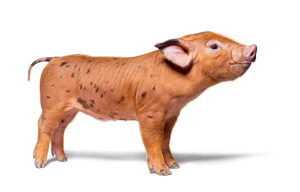 Side View Young Spotted Pig Mixedbreed Isolated — Stock Photo, Image