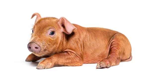 Vista Lateral Porco Jovem Mestiço Deitado Isolado — Fotografia de Stock