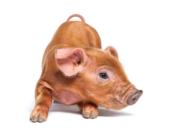 Young Pig Kneeling Mixedbreed Isolated — Stock Photo, Image