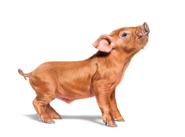 Perfil Porco Jovem Mestiço Olhando Para Cima Isolado — Fotografia de Stock