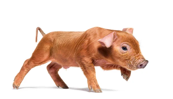 Zijaanzicht Van Een Jong Varken Lopen Gemengd Ras Geïsoleerd — Stockfoto