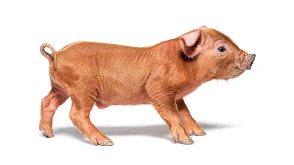 Perfil Porco Jovem Mestiço Isolado — Fotografia de Stock