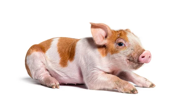 Junges Schwein Liegend Mischling Isoliert — Stockfoto