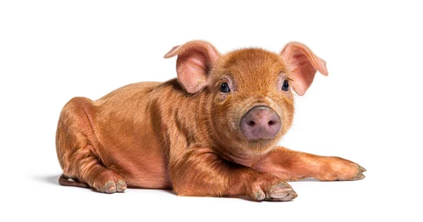 Young Pig Lying Looking Camera Mixedbreed Isolated — Stock Photo, Image