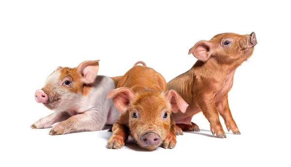 Group Three Sitting Young Piglets Mixedbreed Isolated — Stock Photo, Image