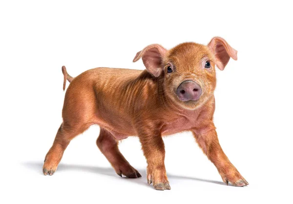 Standing Young Pig Looking Camera Mixedbreed Isolated — Stock Photo, Image