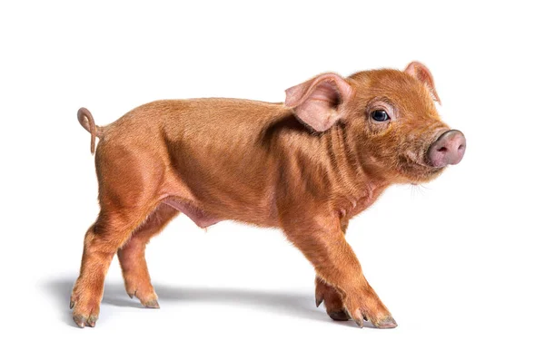 Stehendes Jungschwein Das Die Kamera Blickt Mischling Isoliert — Stockfoto