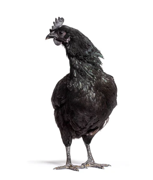Ayam Cemani Hen Standing Front Isolated White — Stock Photo, Image