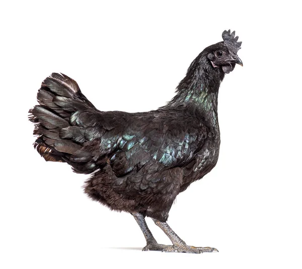 Side View Ayam Cemani Hen Isolated White — Stock Photo, Image