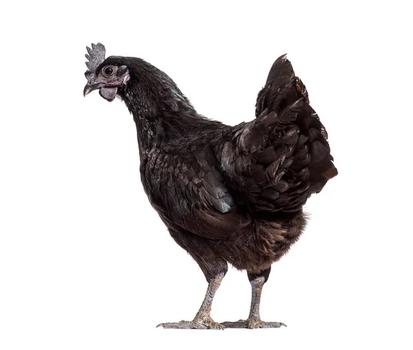 Back View Ayam Cemani Hen Looking Back Isolated White — Stock Photo, Image