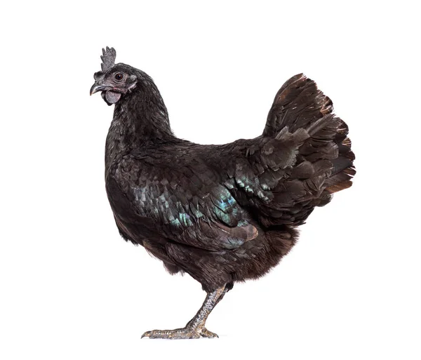 Side View Ayam Cemani Hen Isolated White — Stock Photo, Image