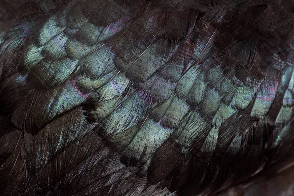 Κοντινό Πλάνο Μαύρων Φτερών Κοτόπουλου Cemani — Φωτογραφία Αρχείου