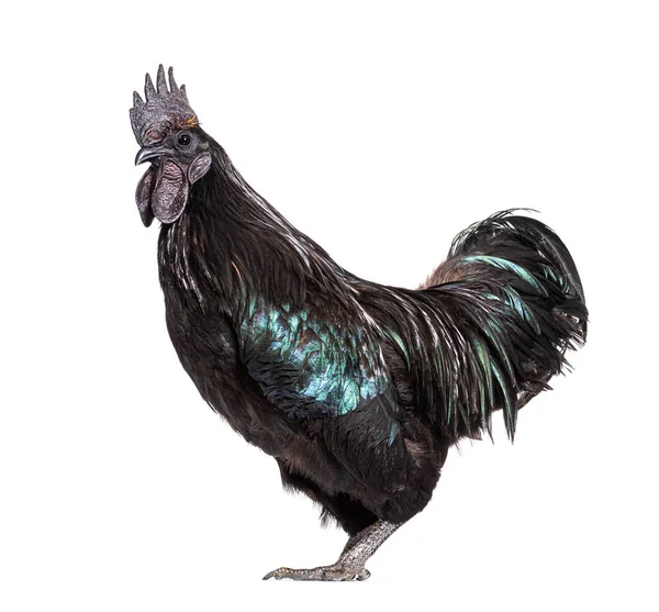 Ayam Cemani horozu beyazı izole etti