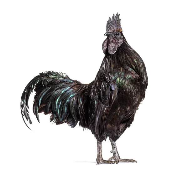 Ayam Cemani Looking Camera Isolated White — Stock Photo, Image