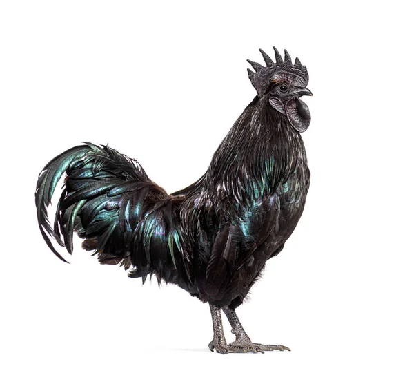 Profiel Weergave Van Een Ayam Cemani Haan Kip Geïsoleerd Wit — Stockfoto