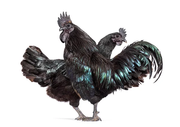 Bir çift horoz ve tavuk Ayam Cemani tavuğu, bembeyaz.