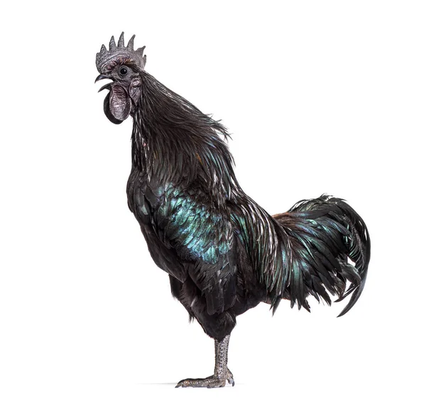 Zijaanzicht Van Een Cemani Haan Zingend Geïsoleerd Wit — Stockfoto