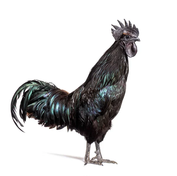 Profile View Ayam Cemani Rooster Chicken Isolated White — Stock Photo, Image