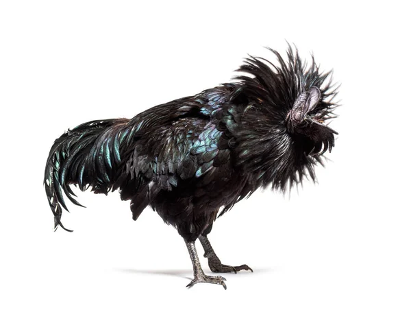 Ayam Cemani Rooster Ruffling Its Feathers Isolated White — Stock Photo, Image