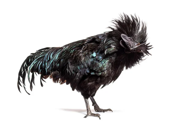 538 Black Rooster Feathers Stock Photos, High-Res Pictures, and