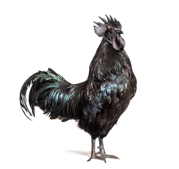 Ayam Cemani horozunun profil görüntüsü, tavuk, beyaz üzerine izole edilmiş.