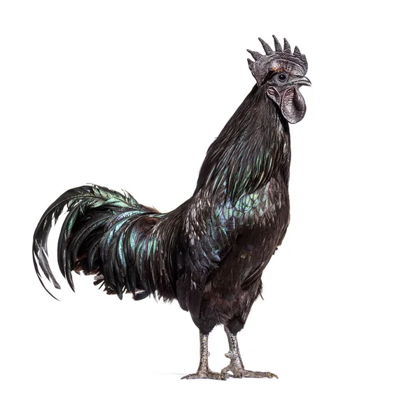 Ayam Cemani horozunun profil görüntüsü, tavuk, beyaz üzerine izole edilmiş.