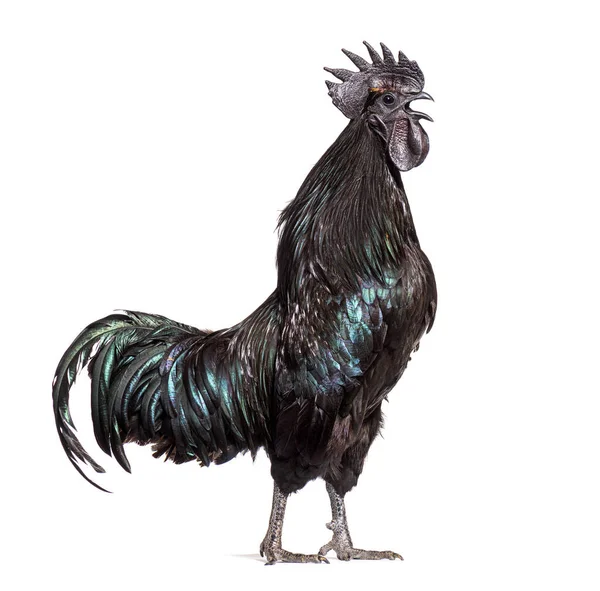 Side View Cemani Rooster Singing Isolated White — Stock Photo, Image