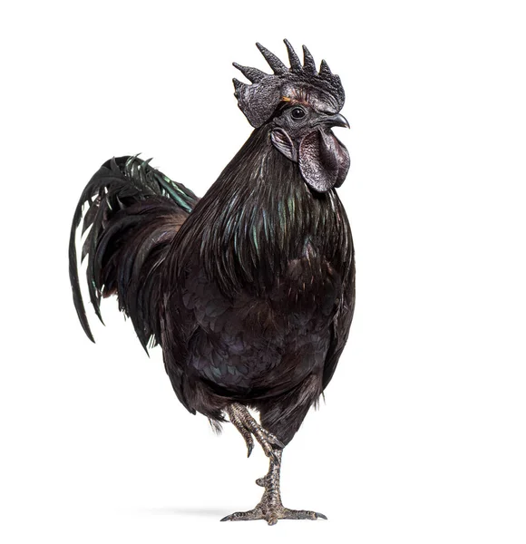 Ayam Cemani Cemani Isoliert Auf Weiß — Stockfoto