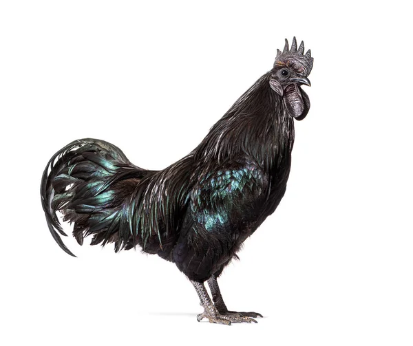 Profiel Weergave Van Een Ayam Cemani Haan Kip Geïsoleerd Wit — Stockfoto