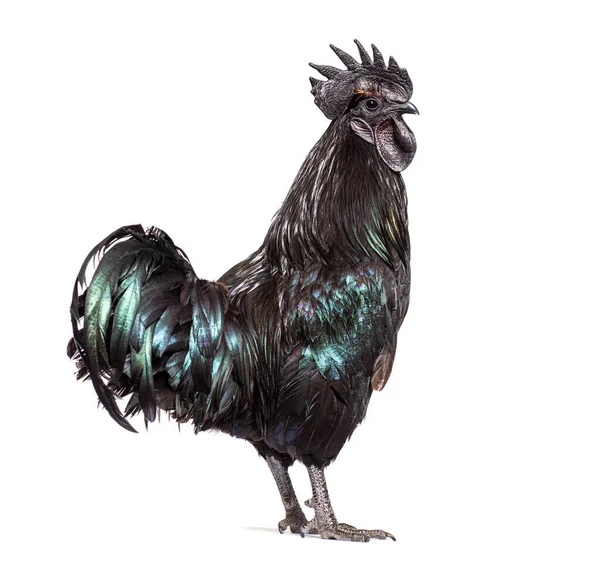 Profilansicht Eines Hahns Von Ayam Cemani Huhn Isoliert Auf Weiß — Stockfoto