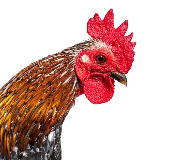 Close Crested Head Serama Rooster — Stock Photo, Image