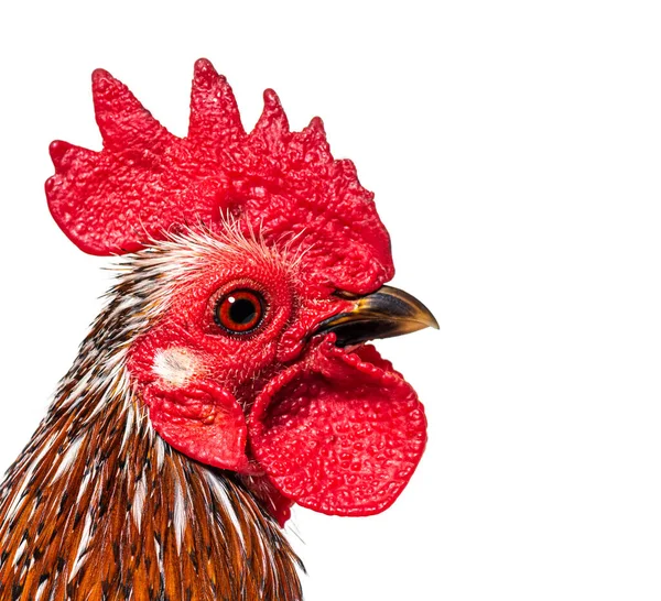 Close Crested Head Serama Rooster — Stock Photo, Image