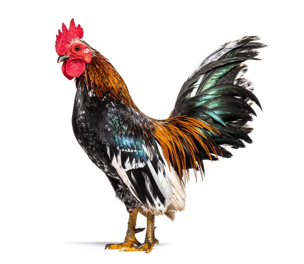 Side View Serama Rooster Chicken — Stock Photo, Image