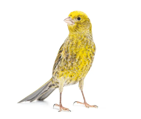 Kanarienvogel Stehend Eidechsenmutation Isoliert Auf Weiß — Stockfoto